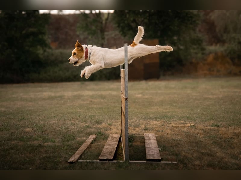 Parson-Russell-Terrier Rüde