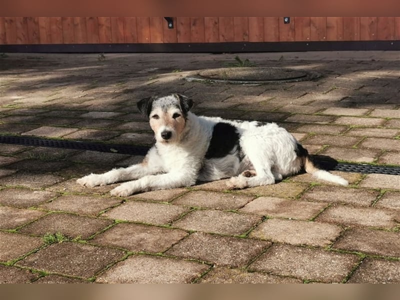 Kimo sucht ein neues Zuhause