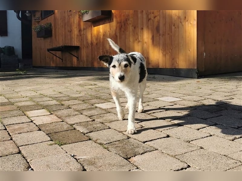 Kimo sucht ein neues Zuhause