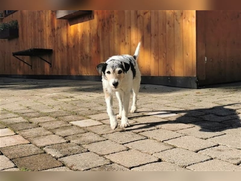 Kimo sucht ein neues Zuhause