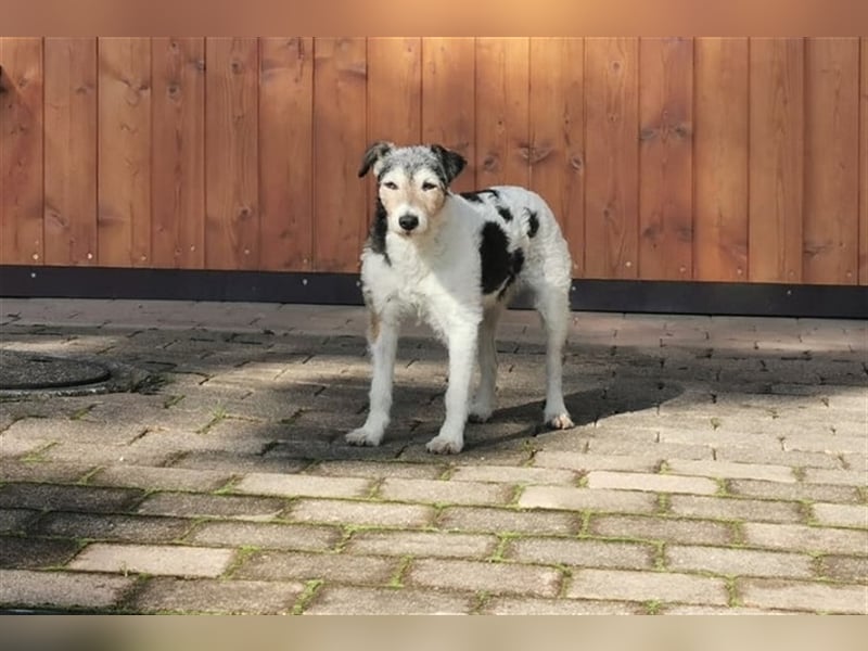 Kimo sucht ein neues Zuhause