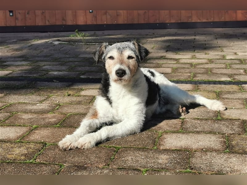 Kimo sucht ein neues Zuhause