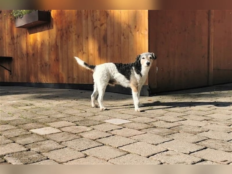 Kimo sucht ein neues Zuhause