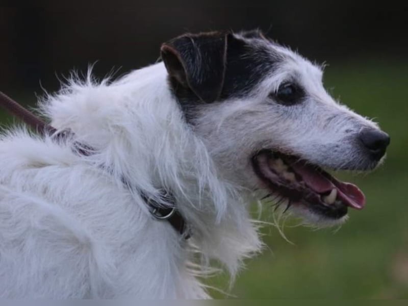 Dringend Dauerpflegestelle gesucht