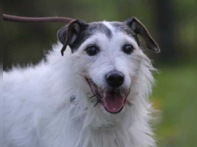 Dringend Dauerpflegestelle gesucht