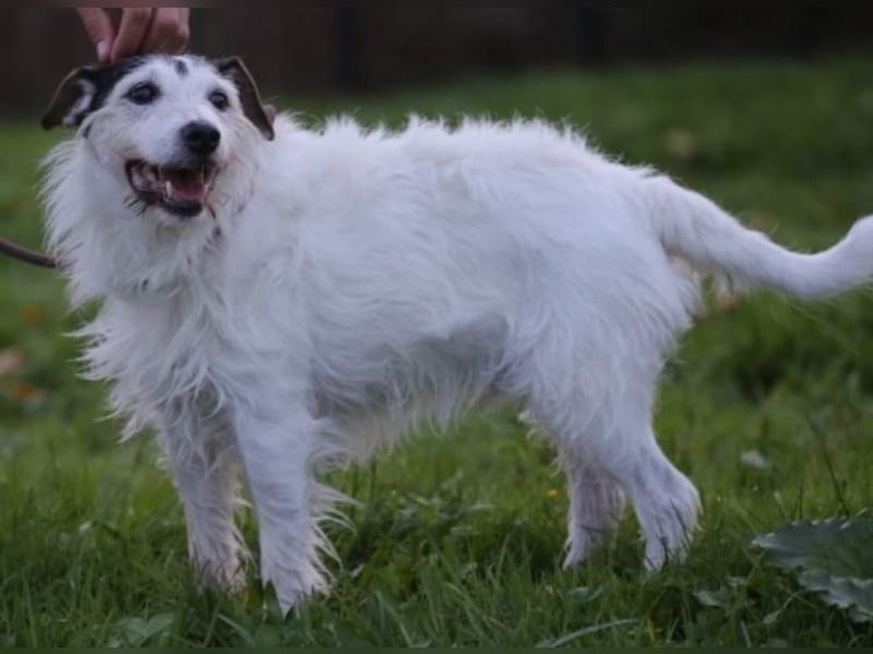 Dringend Dauerpflegestelle gesucht