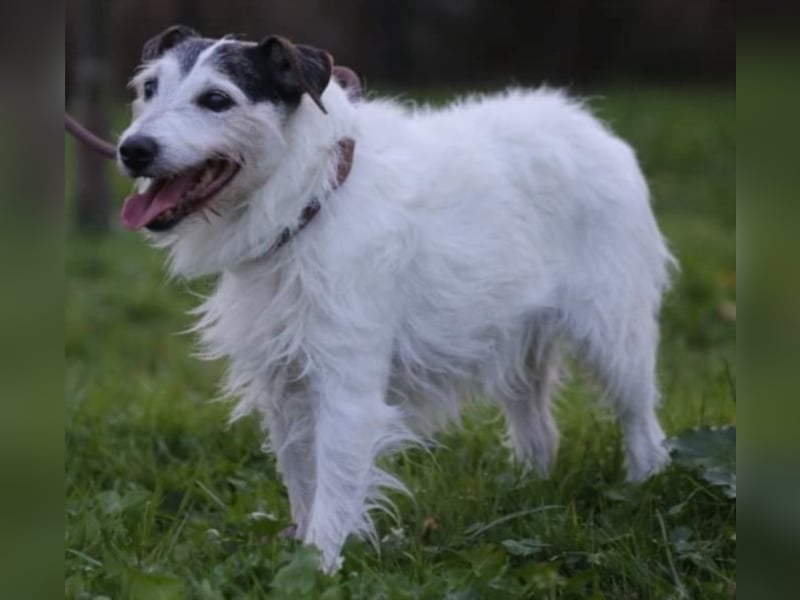 Dringend Dauerpflegestelle gesucht