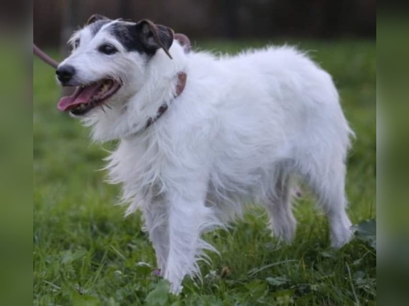 Dringend Dauerpflegestelle gesucht