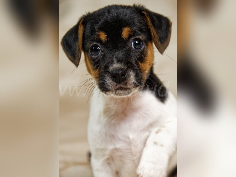 Jack Russell Terrier Welpen in Tricolor und Bicolor abzugeben!