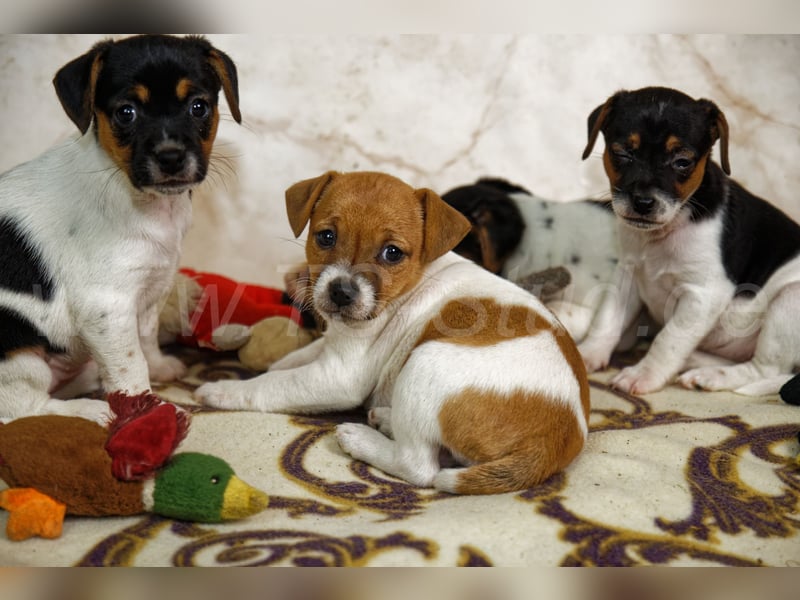 Jack Russell Terrier Welpen in Tricolor und Bicolor abzugeben!