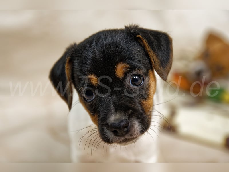 Jack Russell Terrier Welpen in Tricolor und Bicolor abzugeben!