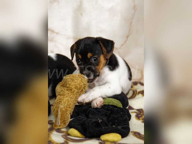 Jack Russell Terrier Welpen in Tricolor und Bicolor abzugeben!