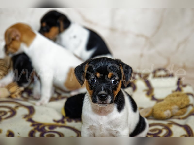Jack Russell Terrier Welpen in Tricolor und Bicolor abzugeben!