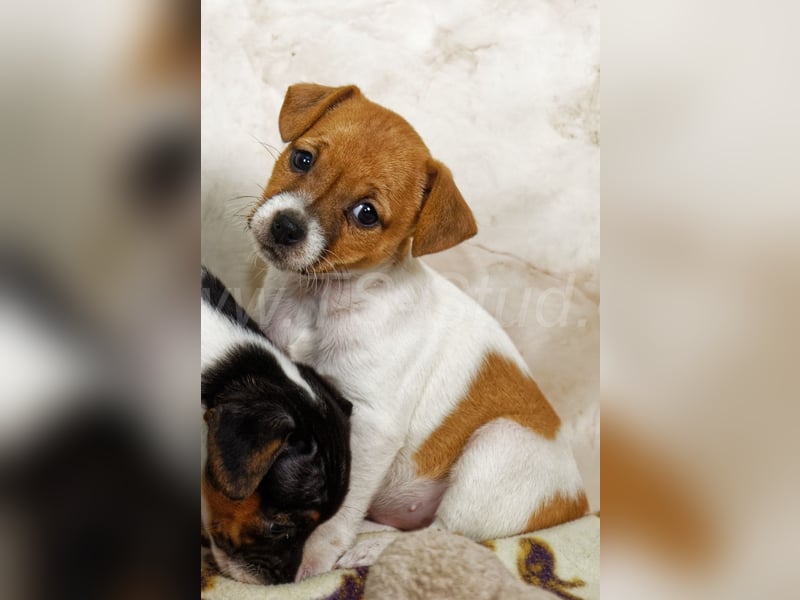 Jack Russell Terrier Welpen in Tricolor und Bicolor abzugeben!
