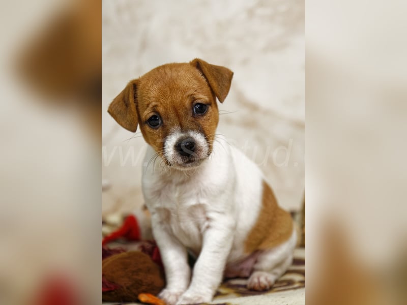 Jack Russell Terrier Welpen in Tricolor und Bicolor abzugeben!