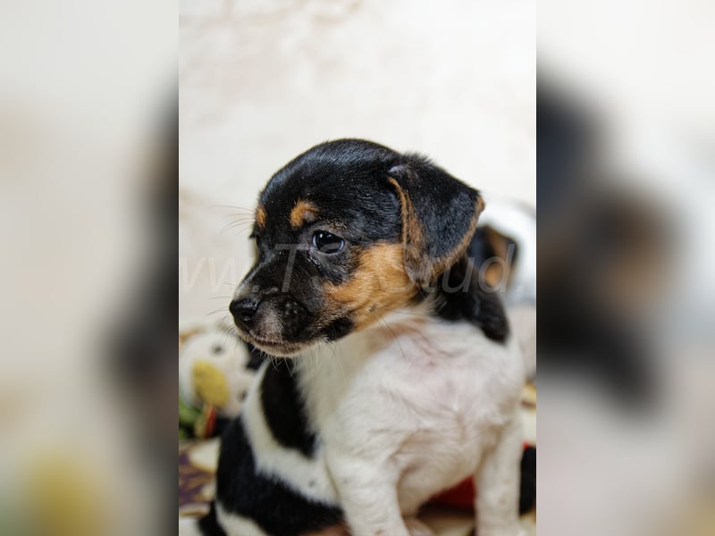 Jack Russell Terrier Welpen in Tricolor und Bicolor abzugeben!