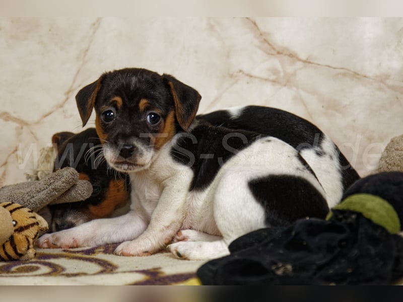 Jack Russell Terrier Welpen in Tricolor und Bicolor abzugeben!