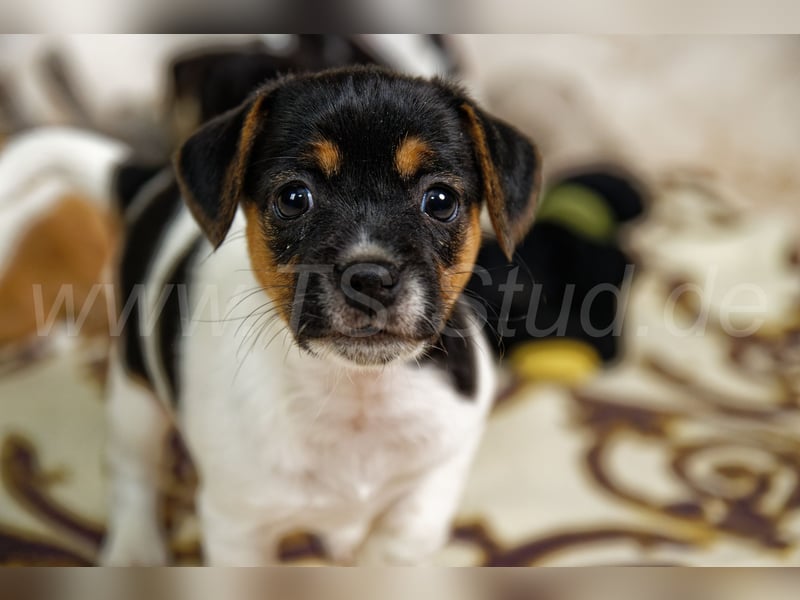 Jack Russell Terrier Welpen in Tricolor und Bicolor abzugeben!