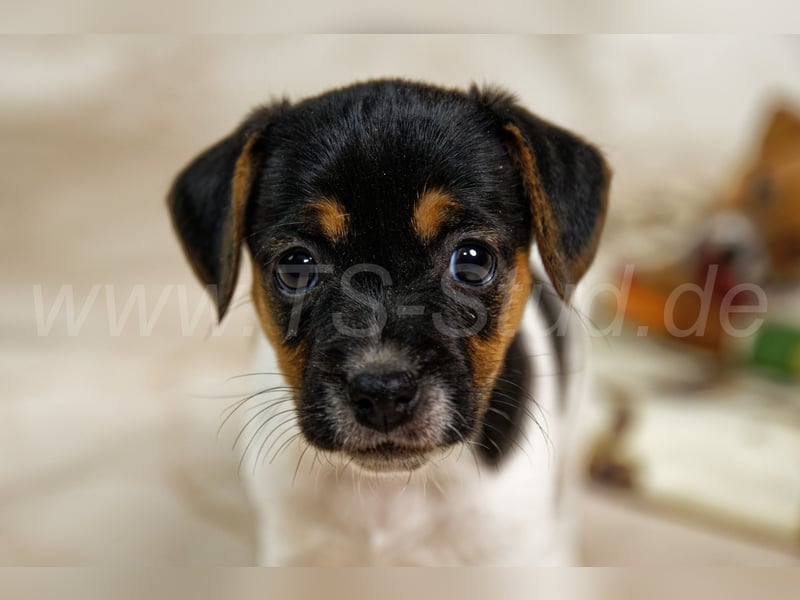 Jack Russell Terrier Welpen in Tricolor und Bicolor abzugeben!