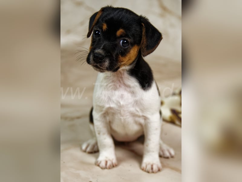 Jack Russell Terrier Welpen in Tricolor und Bicolor abzugeben!