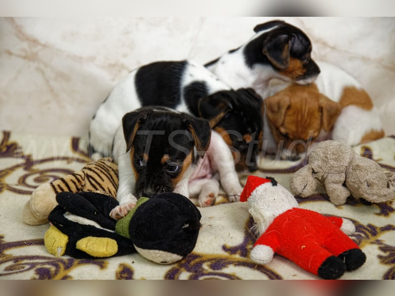 Jack Russell Terrier Welpen in Tricolor und Bicolor abzugeben!