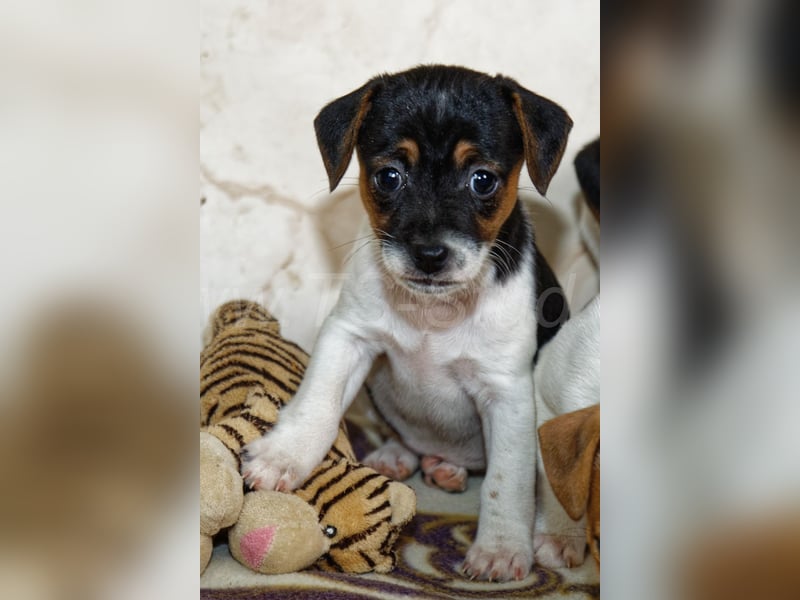 Jack Russell Terrier Welpen in Tricolor und Bicolor abzugeben!