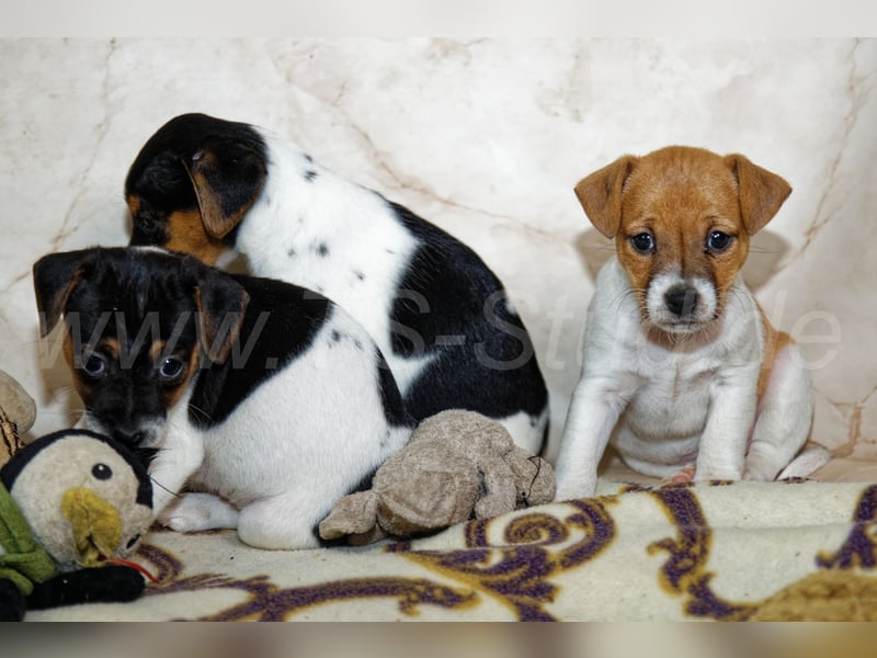 Jack Russell Terrier Welpen in Tricolor und Bicolor abzugeben!
