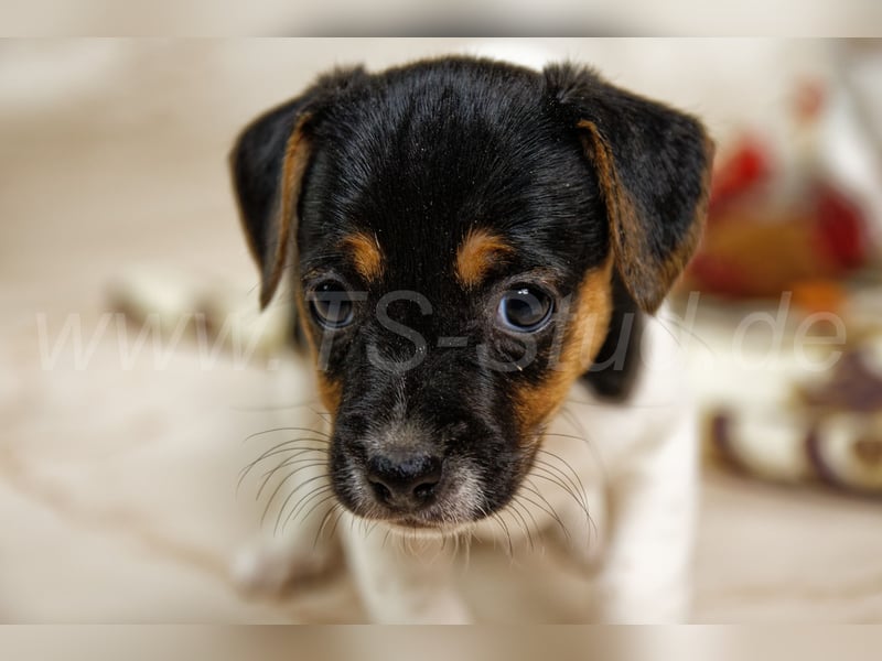 Jack Russell Terrier Welpen in Tricolor und Bicolor abzugeben!