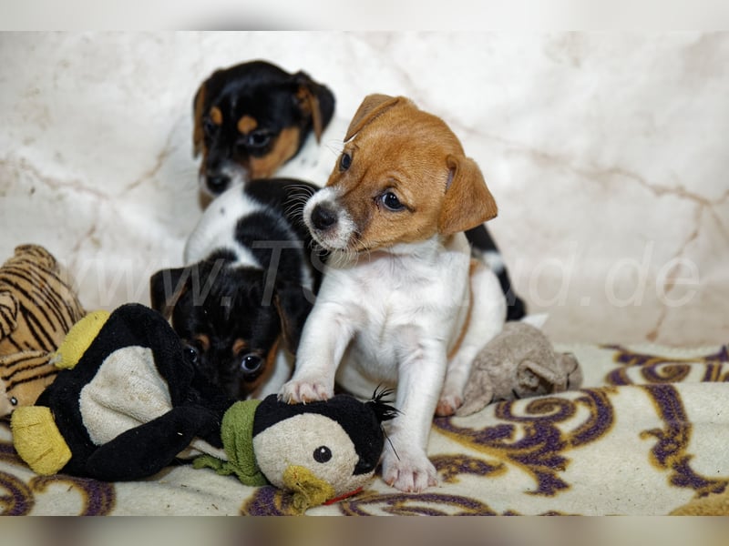 Jack Russell Terrier Welpen in Tricolor und Bicolor abzugeben!