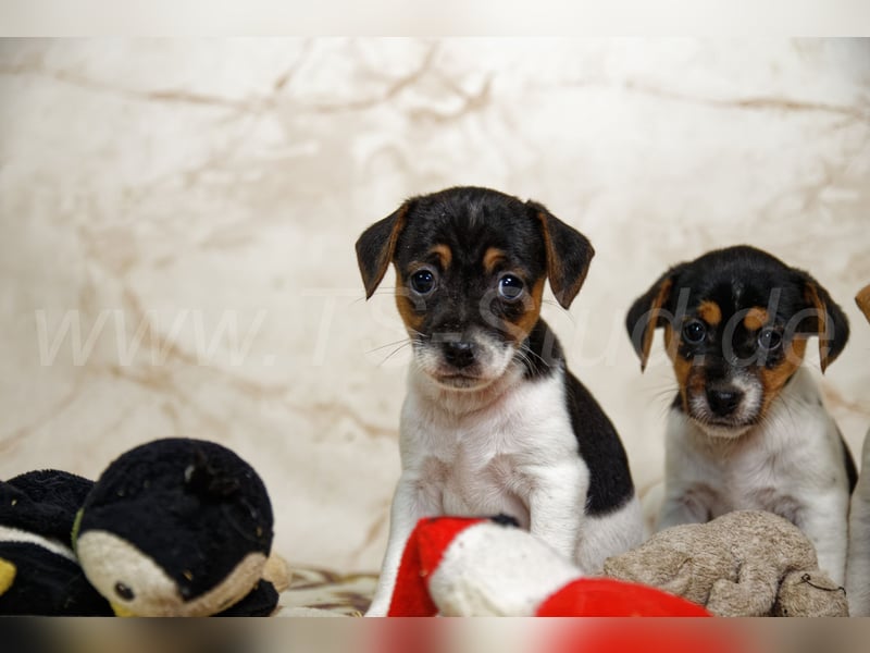 Jack Russell Terrier Welpen in Tricolor und Bicolor abzugeben!