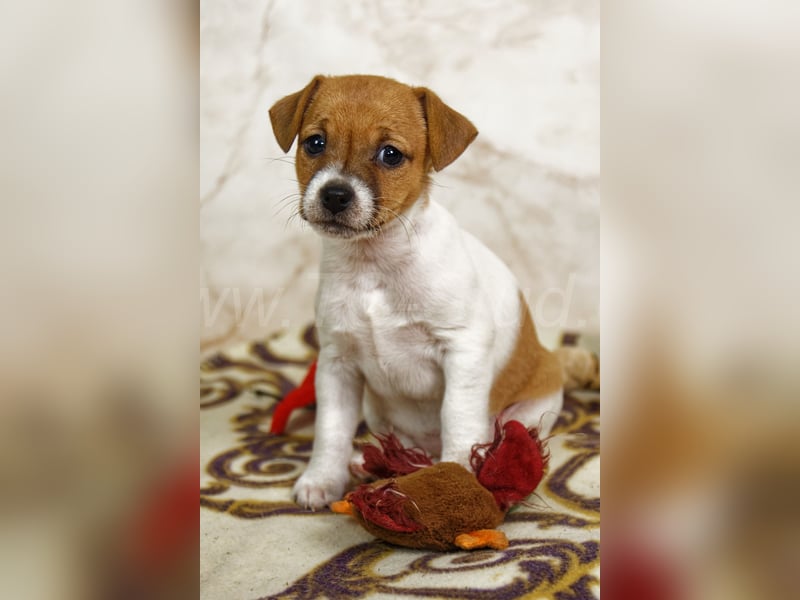 Jack Russell Terrier Welpen in Tricolor und Bicolor abzugeben!