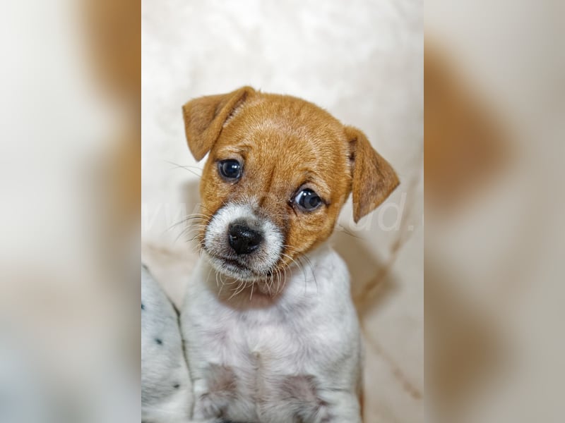 Jack Russell Terrier Welpen in Tricolor und Bicolor abzugeben!