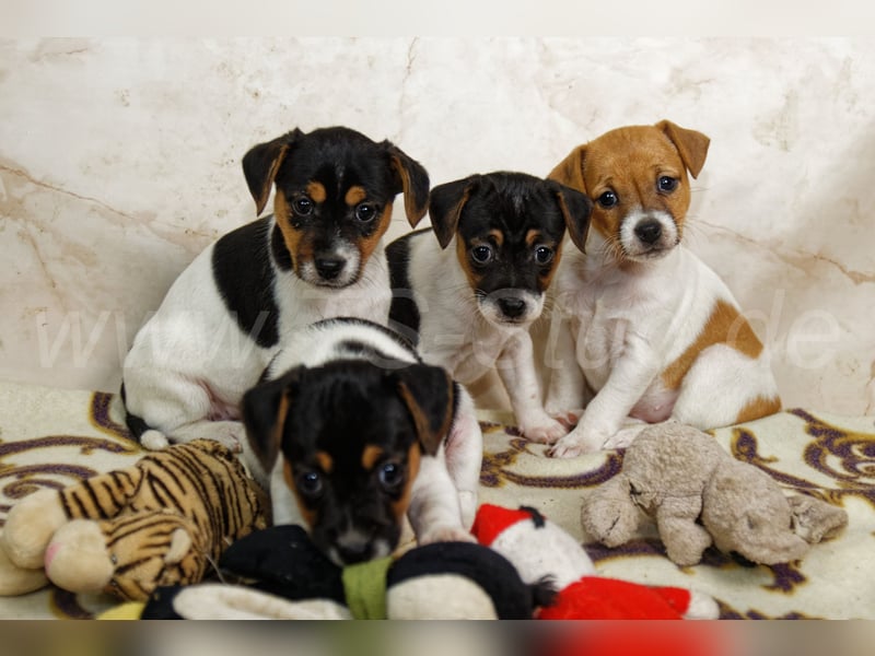 Jack Russell Terrier Welpen in Tricolor und Bicolor abzugeben!