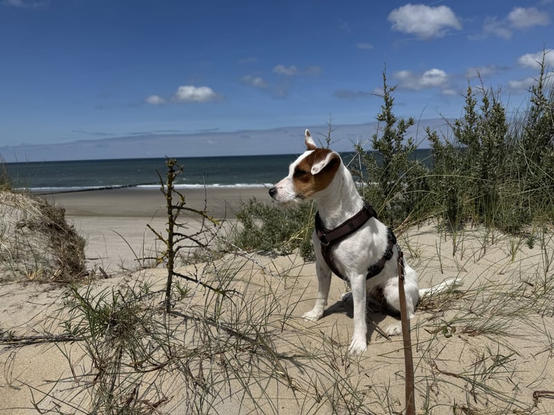 Deckrüde gesucht für unsere Parson Russell Terrier Hündin