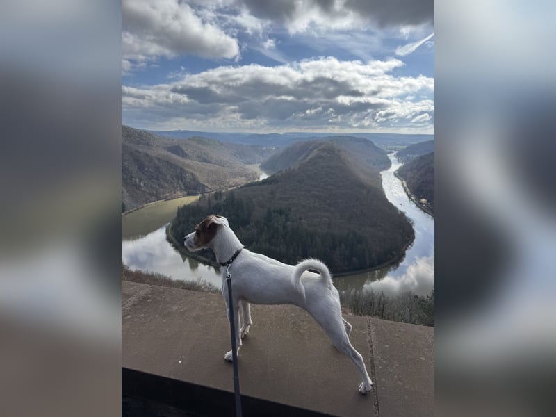 Deckrüde gesucht für unsere Parson Russell Terrier Hündin