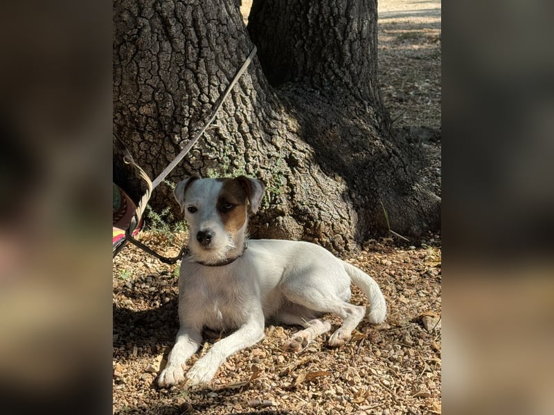 Deckrüde gesucht für unsere Parson Russell Terrier Hündin