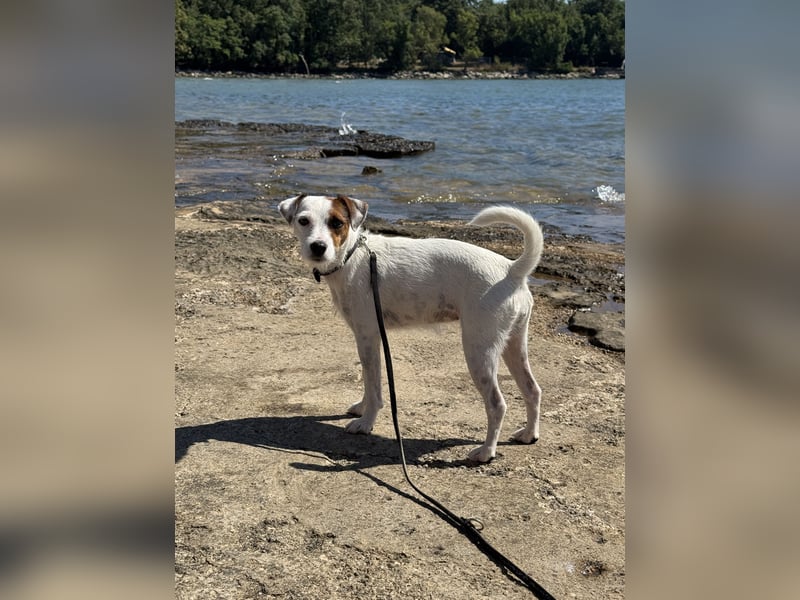 Deckrüde gesucht für unsere Parson Russell Terrier Hündin
