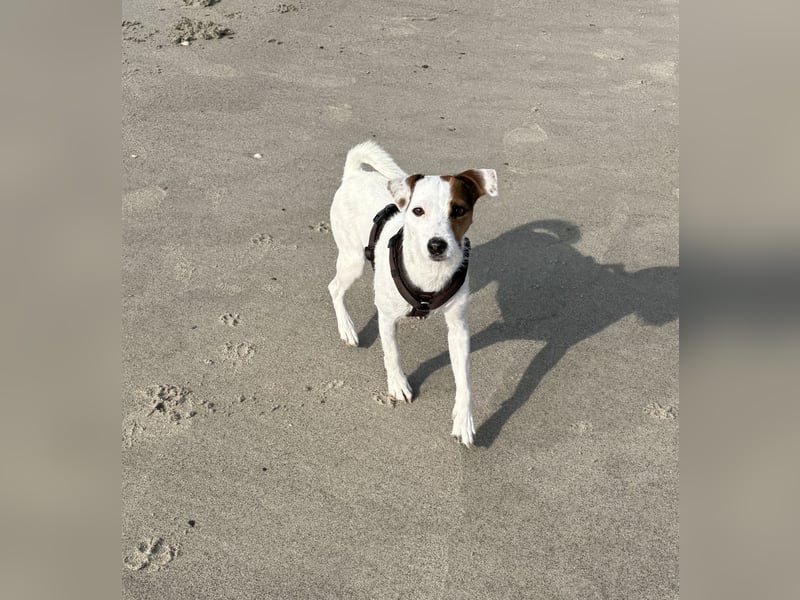 Deckrüde gesucht für unsere Parson Russell Terrier Hündin