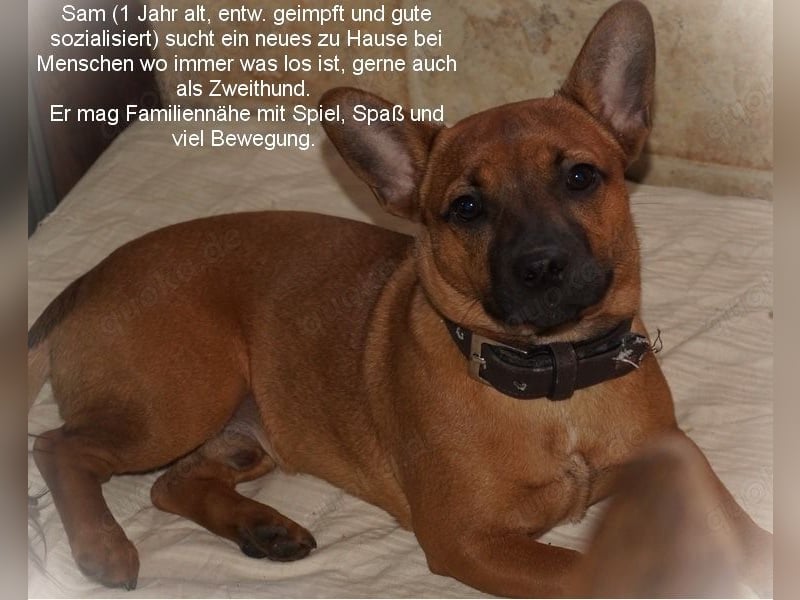 Jackbull Rüde Sam sucht nette aktive Familie