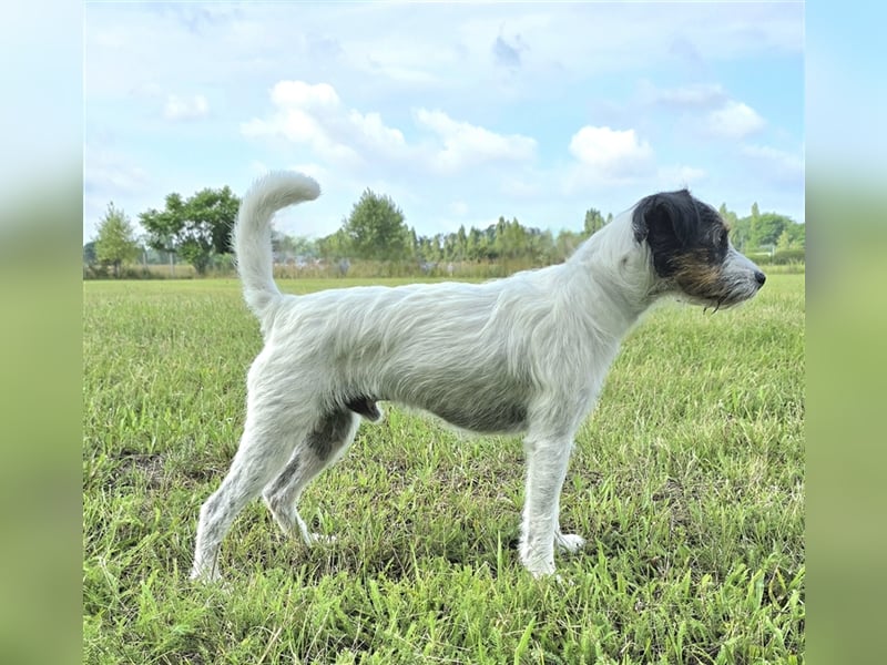 Parson Russell Terrier Deckrüde