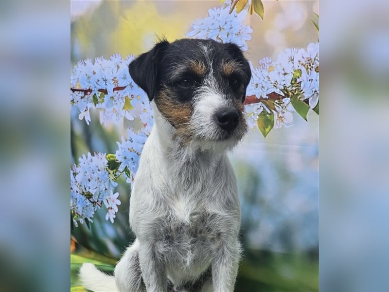 Parson Russell Terrier Deckrüde