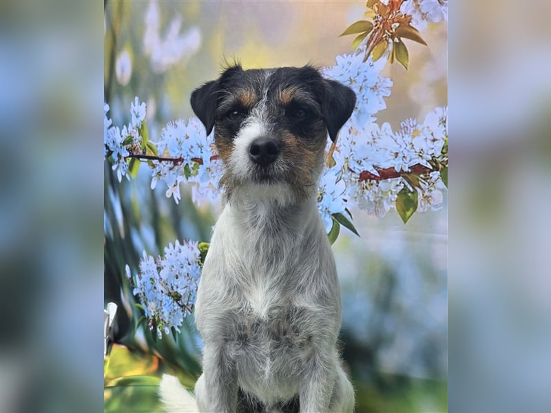 Parson Russell Terrier Deckrüde