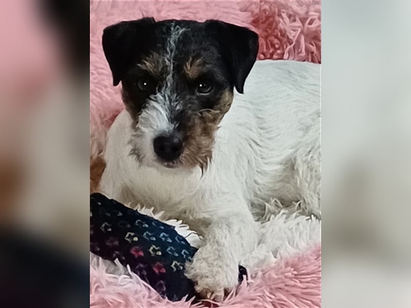 Parson Russell Terrier Deckrüde