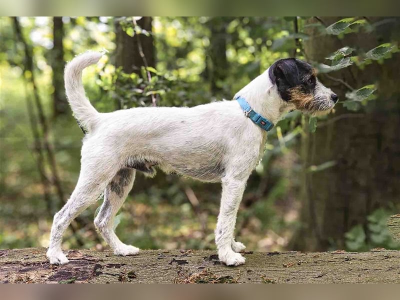 Parson Russell Terrier Deckrüde