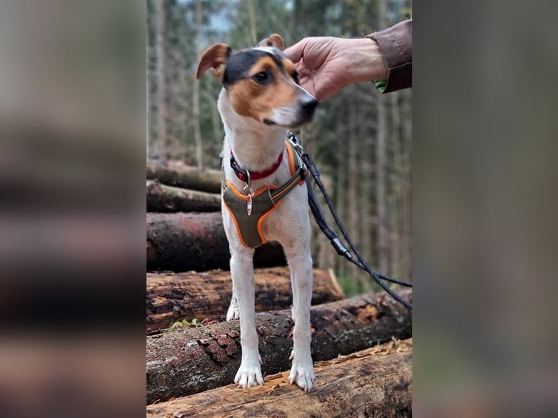 MOMO ca. 2 J. Parson-Terriermix-Rüde sucht sportl. familie