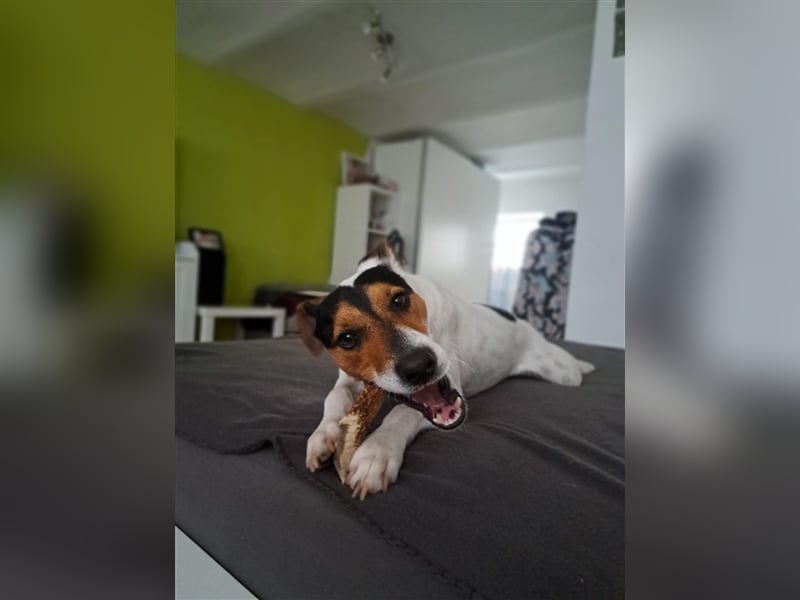 MOMO ca. 2 J. Parson-Terriermix-Rüde sucht sportl. familie