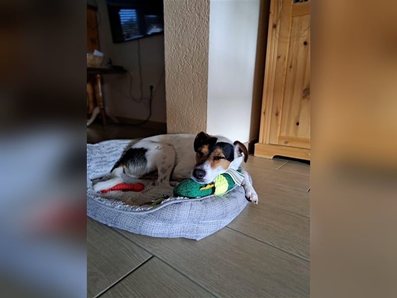 MOMO ca. 2 J. Parson-Terriermix-Rüde sucht sportl. familie