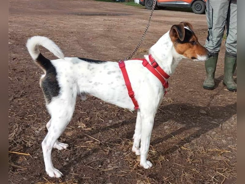 MOMO ca. 2 J. Parson-Terriermix-Rüde sucht sportl. familie