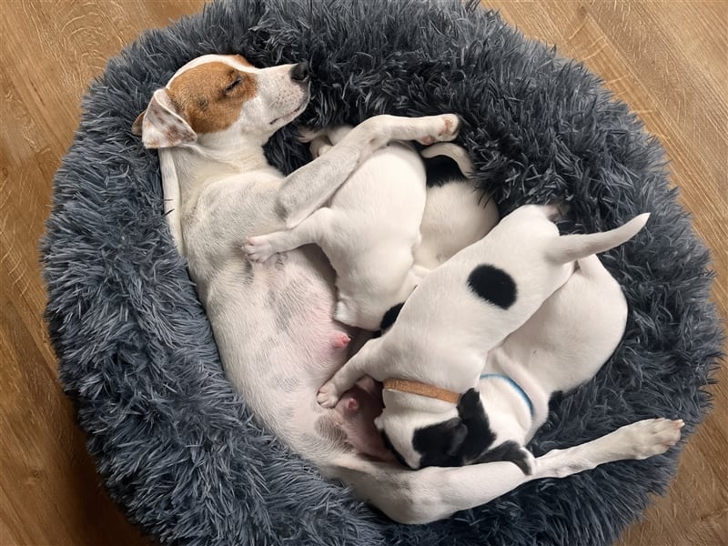 Parson Russell Terrier Rüden, Welpen