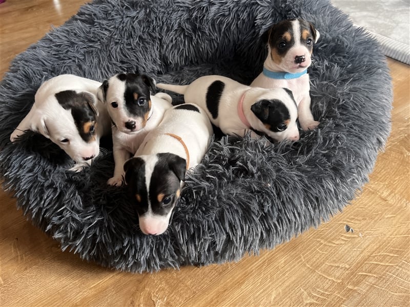 Parson Russell Terrier Rüden, Welpen